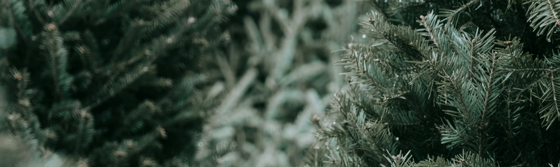 The Christmas Collection